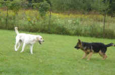 toby-yellow-lab-oct-09-3.jpg (19790 bytes)