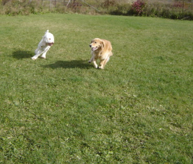 Sugar playing with Golden Retriever, Willow