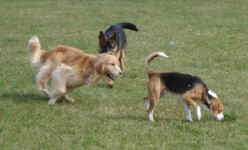 Willow, Toby and Ricco