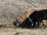 Zachary playing outside with new friend Whiley