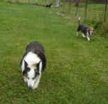 zeena-border-collie-lucy-basset-hound-oct-09-1.jpg (16914 bytes)
