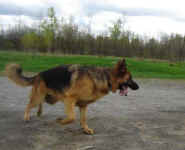 German Shepherd; Arko