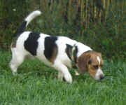 basset-x-sept-09-3.jpg (38431 bytes)