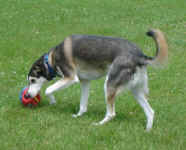 ky-saluki-july-09-2.jpg (30129 bytes)