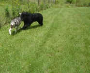 ky-saluki-july-09-3.jpg (20132 bytes)