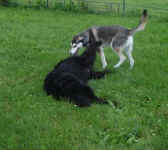 ky-saluki-july-09-5.jpg (20324 bytes)