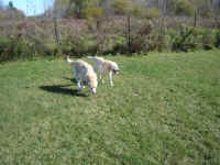 mac-and-norman-yellow-labradors-oct-09-3.jpg (163202 bytes)