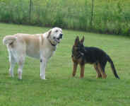 Mac and German Shepherd pup, Ricco