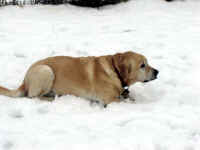 mac-yellow-lab-dec-09-3.jpg (23819 bytes)