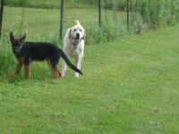 Mac and Shepherd pup Ricco