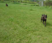 Scout having a romp with German Shepherd pup, Ricco