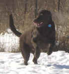 Labrador Retriever Scout playing in the snow