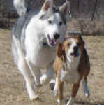 Suka, with his new friend Toby