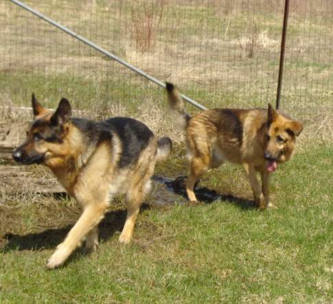 German Shepherds; Ula & Uran