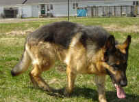 German Shepherds; Ula & Uran