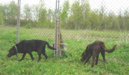 Lab 'tracking' with his friend.