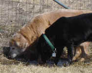 Whiley with friend Zachary